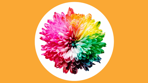Colourful flower for blog on Design Brief